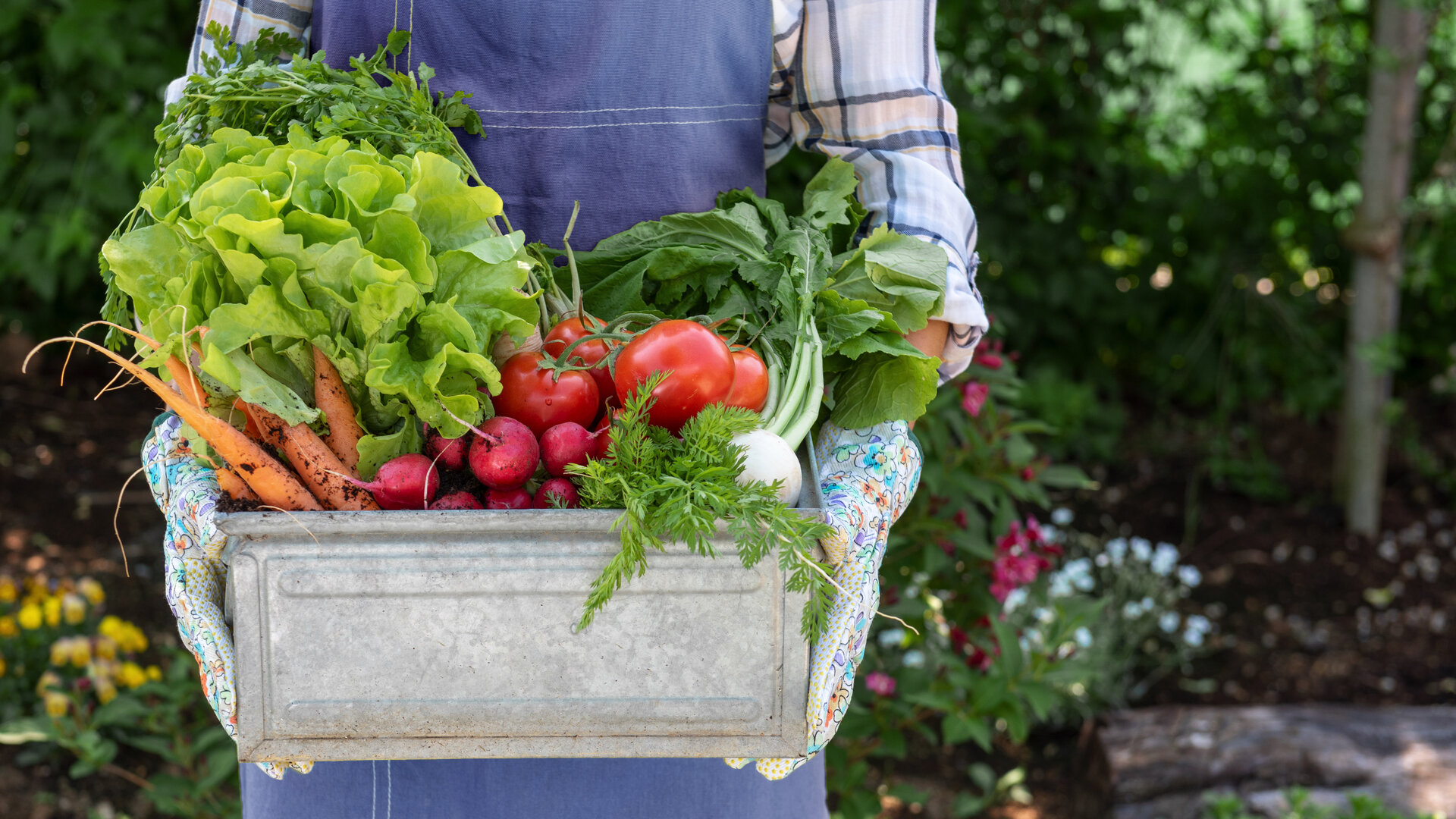 Im Garten selbst Gemüse anbauen Das ist lecker und gesund!