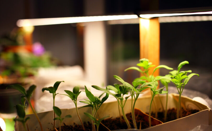 Wachsende Tomaten Sämlinge, grüne Minze und andere Pflanzen in Kunststoffbehälter unter künstlicher Beleuchtung mit LED-Lampen