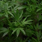 Nützliche Infos und Eigenschaften von Marijuana