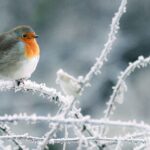 Jahreszeitenwechsel: So unterstützen Sie heimische Vögel effektiv