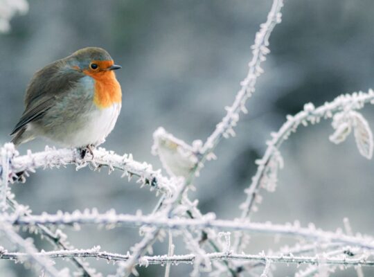 Ein kleiner Vogel steht auf einem verschneiten Ast.