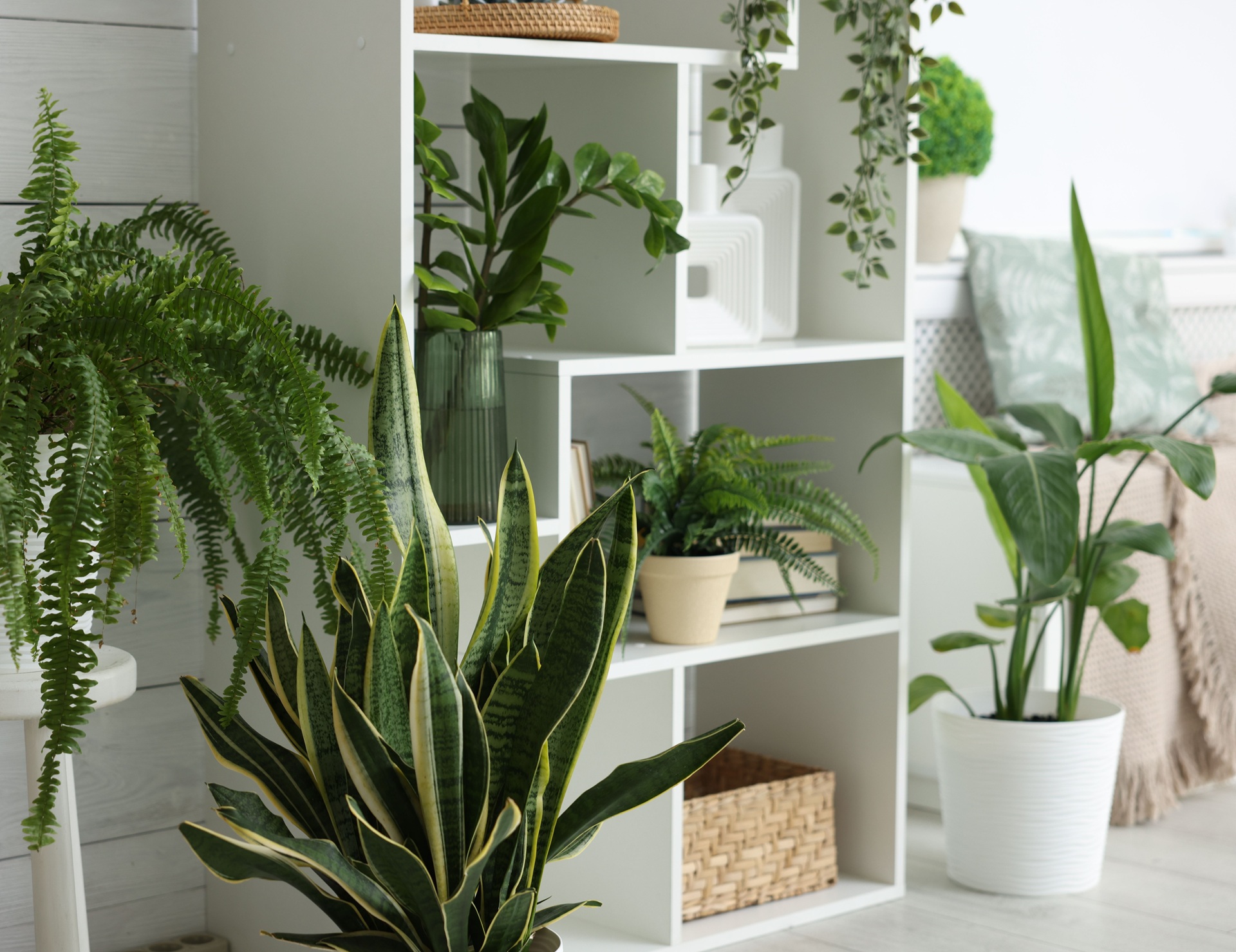 Verschiedene Zimmerpflanzen auf Regal und Boden arrangiert | Blumentopf
